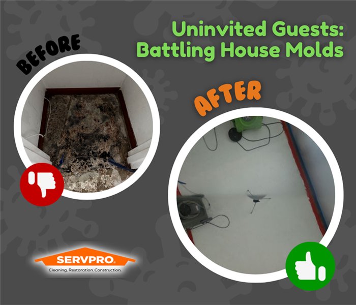 MOLD REMEDIATION