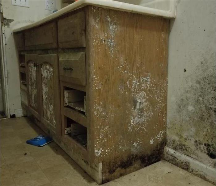 Your Belongings and Mold Damage