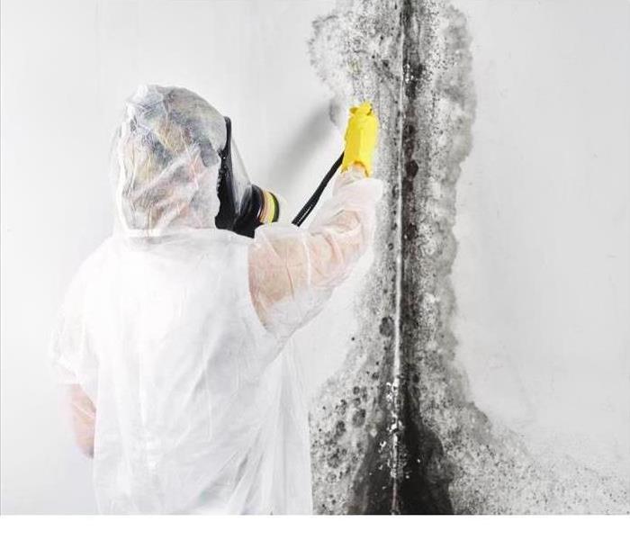 technician removing mold on a white wall