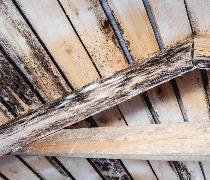 Rotting due to humidity mold growth on wooden structure